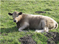 Fuzzy calf